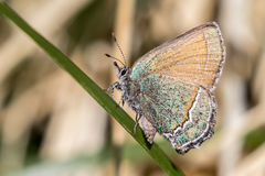 Callophrys mcfarlandi