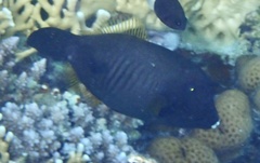 Amanses scopas