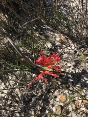 Babiana ringens australis