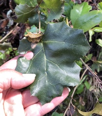 Quercus × ganderi