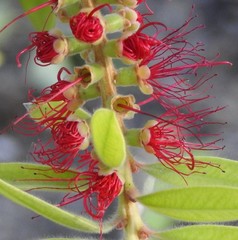 Melaleuca comboynensis