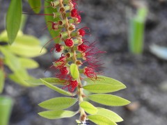 Melaleuca comboynensis
