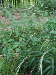 Brachypodium sylvaticum