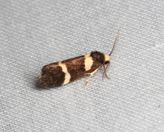 Thallarcha phalarota