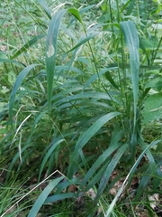 Brachypodium sylvaticum