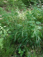 Brachypodium sylvaticum