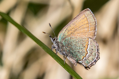Callophrys mcfarlandi