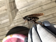 Decticus verrucivorus