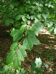 Fagus sylvatica