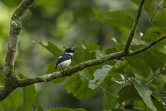 Platysteira castanea