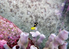 Paraluteres prionurus