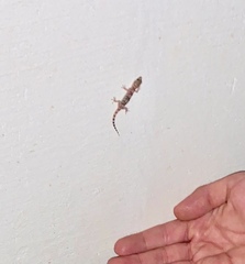 Hemidactylus turcicus