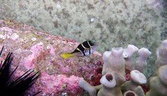 Paraluteres prionurus