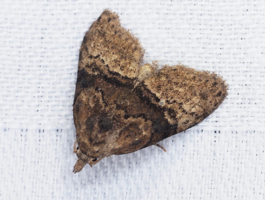 Meganola tenebrosa