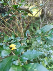 Graptophyllum