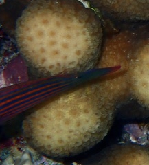 Pseudocheilinus hexataenia