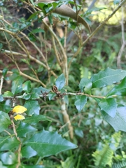 Graptophyllum