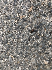 Ronisia brutia