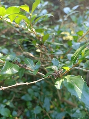 Graptophyllum