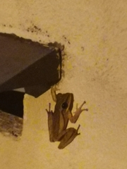 Polypedates leucomystax