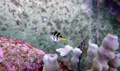 Paraluteres prionurus