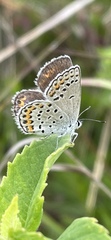 Plebejus samuelis