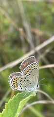Plebejus samuelis