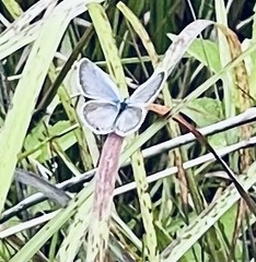 Plebejus samuelis