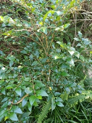 Graptophyllum