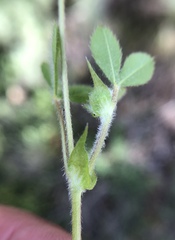 Trifolium microcephalum