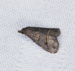 Schrankia bilineata