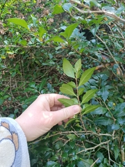 Graptophyllum
