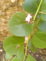 Capparis spinosa