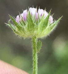 Trifolium microcephalum