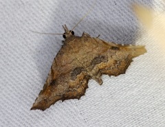 Throana pectinifer