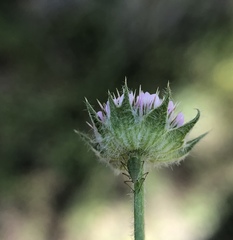 Trifolium microcephalum