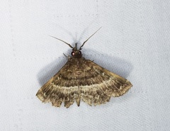 Adrapsa ablualis