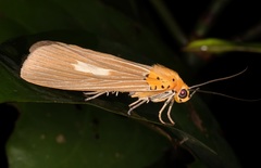 Asota plaginota