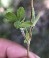 Trifolium microcephalum