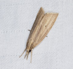 Chilo sacchariphagus