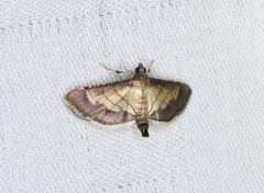 Spilomelini