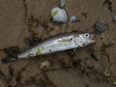 Merlangius merlangus