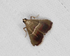 Endotricha repandalis