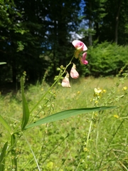 Lathyrus sylvestris