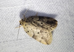 Giaura multipunctata