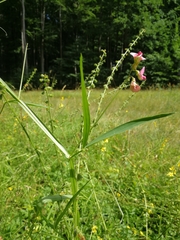 Lathyrus sylvestris