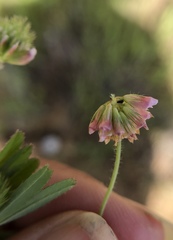 Trifolium bifidum