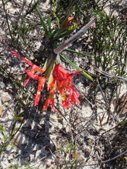 Babiana ringens australis