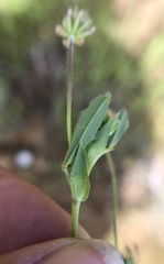 Trifolium bifidum