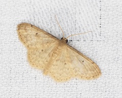 Idaea ptyonopoda